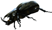 Elder Beetle