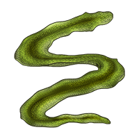 Hide: River Snake