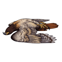 Carcass: Hawk